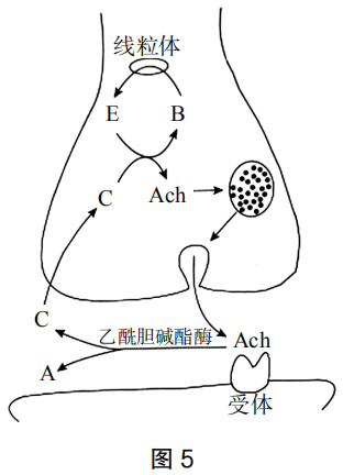 2019年下半年教师资格证考试《高中生物》题(图8) 2019年下半年教师资格证考试《高中生物》题(图8)