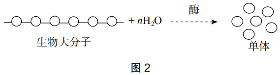 2019年上半年教师资格证考试《高中生物》题(图2)