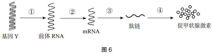 2019年上半年教师资格证考试《高中生物》题(图5)