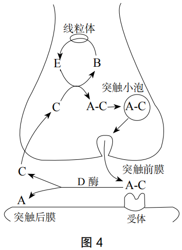 2020年下半年教师资格证考试《高中生物》题(考生回忆版)(图4) 2020年下半年教师资格证考试《高中生物》题(考生回忆版)(图4)