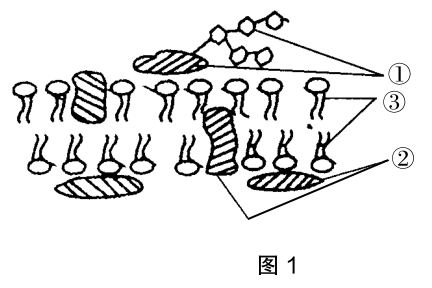 2021年下半年教师资格证考试《高中生物》题(考生回忆版)(图1) 2021年下半年教师资格证考试《高中生物》题(考生回忆版)(图1)