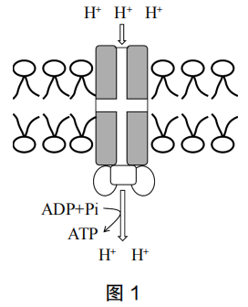 2023年上半年教师资格证考试《高中生物》题(考生回忆版)(图2) 2023年上半年教师资格证考试《高中生物》题(考生回忆版)(图2)