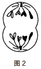 2023年上半年教师资格证考试《高中生物》题(考生回忆版)(图8) 2023年上半年教师资格证考试《高中生物》题(考生回忆版)(图8)