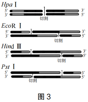 2023年上半年教师资格证考试《高中生物》题(考生回忆版)(图9) 2023年上半年教师资格证考试《高中生物》题(考生回忆版)(图9)