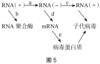 2023年上半年教师资格证考试《高中生物》题(考生回忆版)(图13) 2023年上半年教师资格证考试《高中生物》题(考生回忆版)(图13)